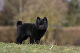 SCHIPPERKE 797